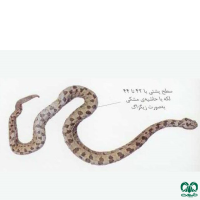 گونه مار افعی کوهرنگی Kuhrangs Viper